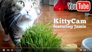 KittyCam on YouTube